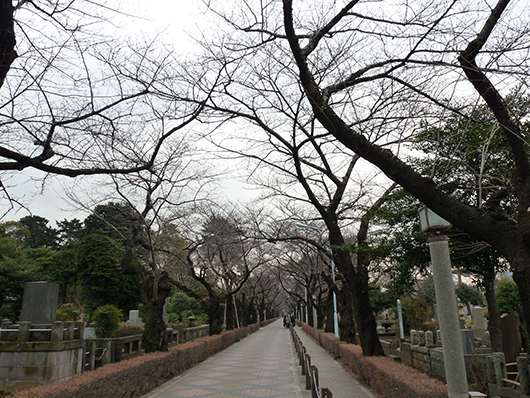 2009桜.jpg