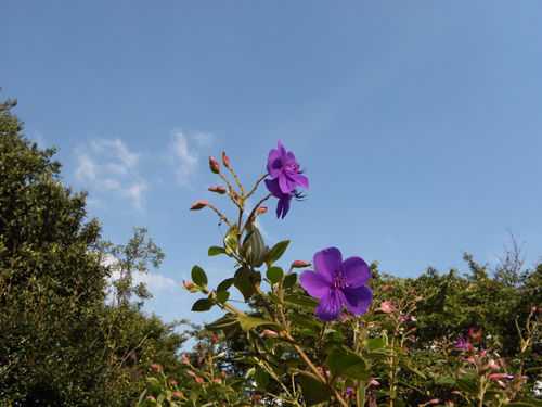 ニコ　紫花.jpg