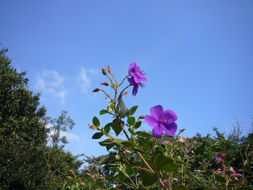 パナ　紫花.jpg