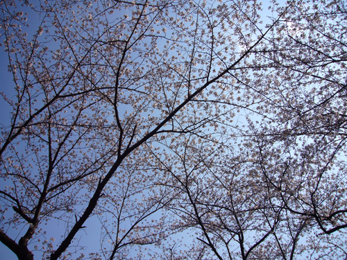 桜080325-2.jpg