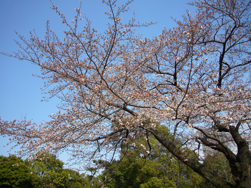 桜080325-3.jpg